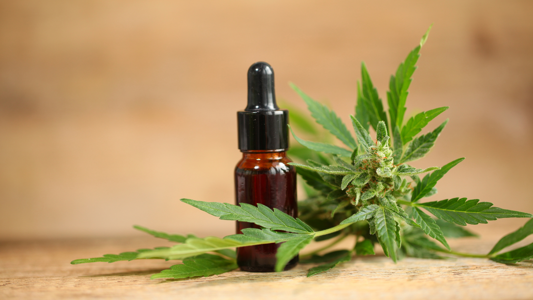 Understanding CBD: A Non-Psychoactive Cannabinoid with Major Benefits