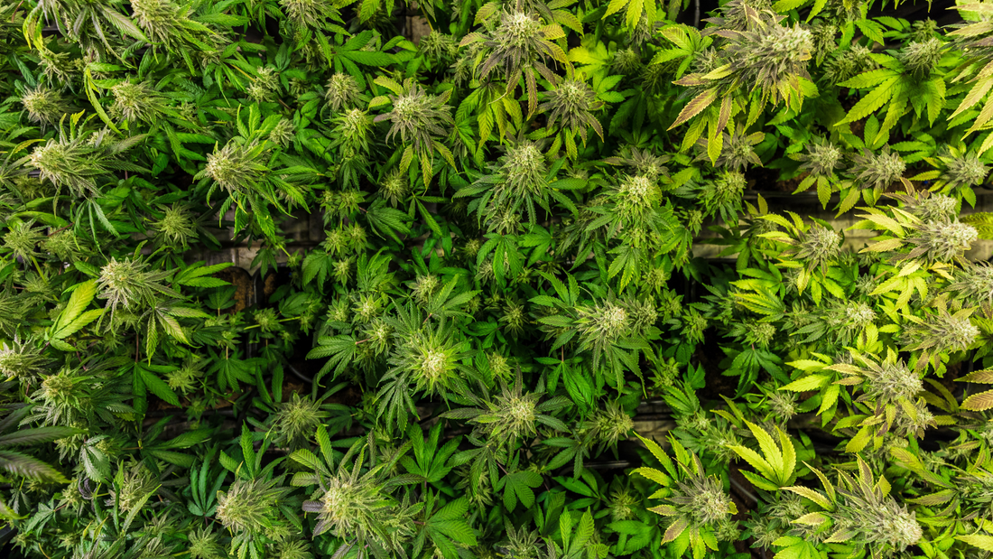 Understanding THC and Its Different Forms: Delta-8, Delta-9, and Delta-10
