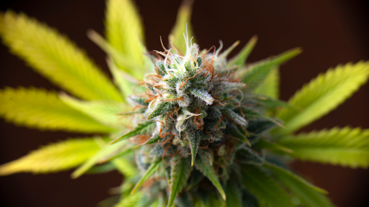 Terpene and Cannabinoid Synergy: Unlocking the Entourage Effect for Optimal Benefits