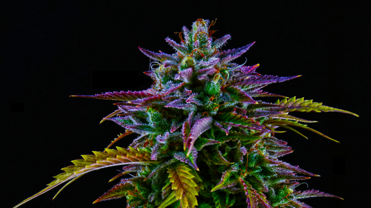 What Are Cannabinoids? A Guide to These Powerful Compounds