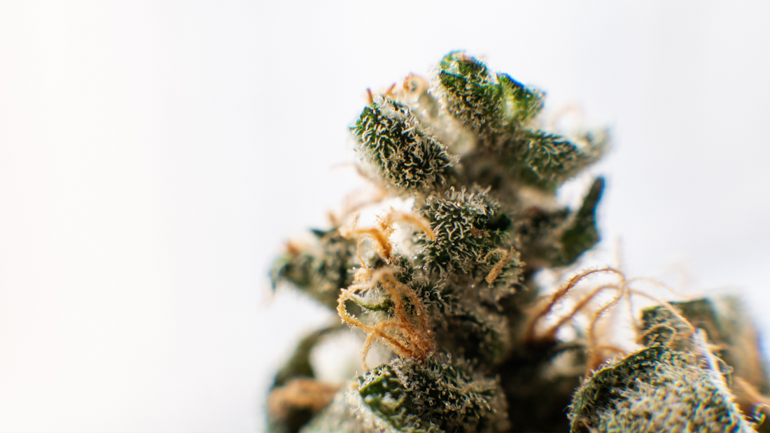 What is THCA? A Beginner’s Guide to THCA Products