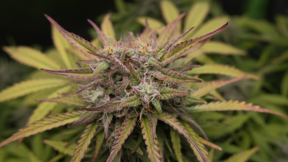 What Is Cannabigerol (CBG)? The “Mother of All Cannabinoids”