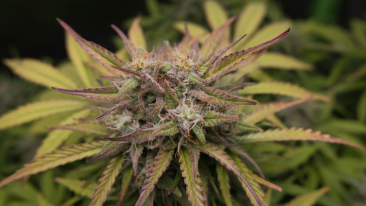 What Is Cannabigerol (CBG)? The “Mother of All Cannabinoids”