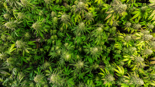 Understanding THC and Its Different Forms: Delta-8, Delta-9, and Delta-10