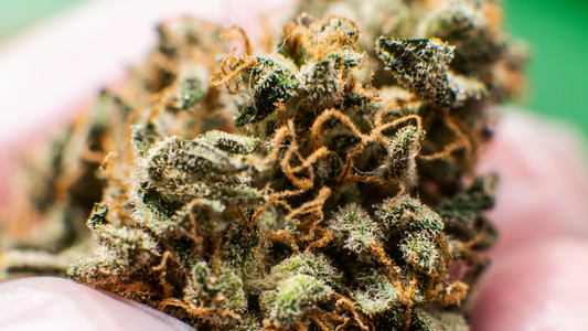 What Are Terpenoids?