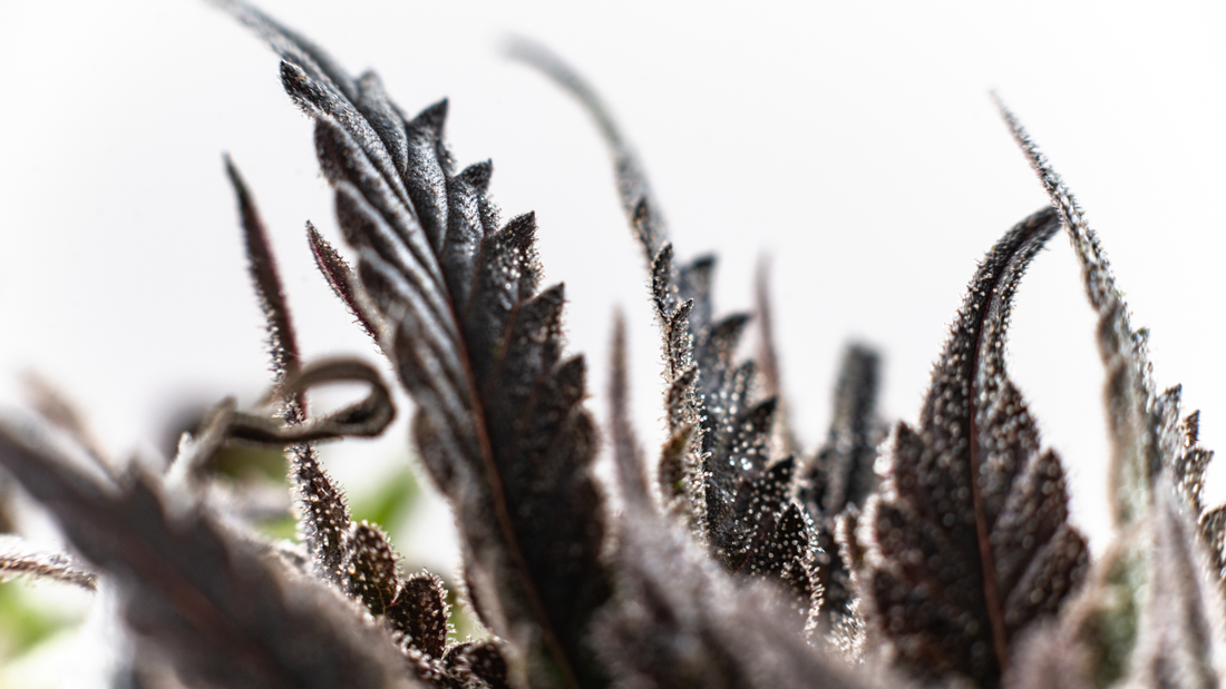 Terpinolene: The Energizing and Multi-Faceted Terpene