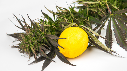 Limonene: The Citrus Terpene That Uplifts and Heals