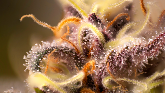 What Are Monoterpenes?