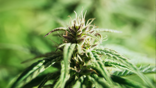 Caryophyllene: The Spicy and Therapeutic Terpene