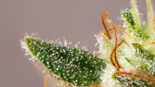 What Are the Effects of Terpenes?