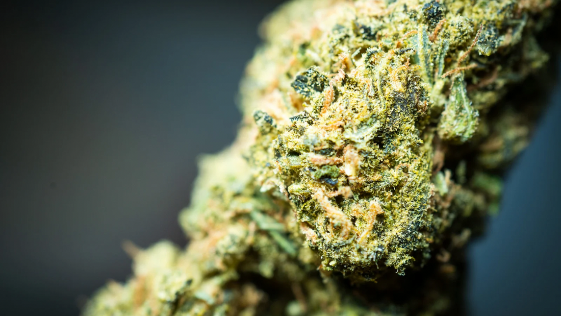 THCp vs. THCa – 5 Key Differences You Should Know