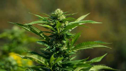 What Is Tetrahydrocannabivarin (THCv)? Exploring the “Diet Weed” Cannabinoid