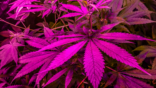 What Is Cannabichromene (CBC)? A Guide to Its Calming and Uplifting Effects