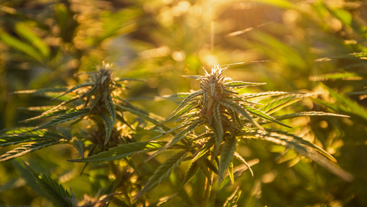 Humulene: The Earthy, Anti-Inflammatory Terpene