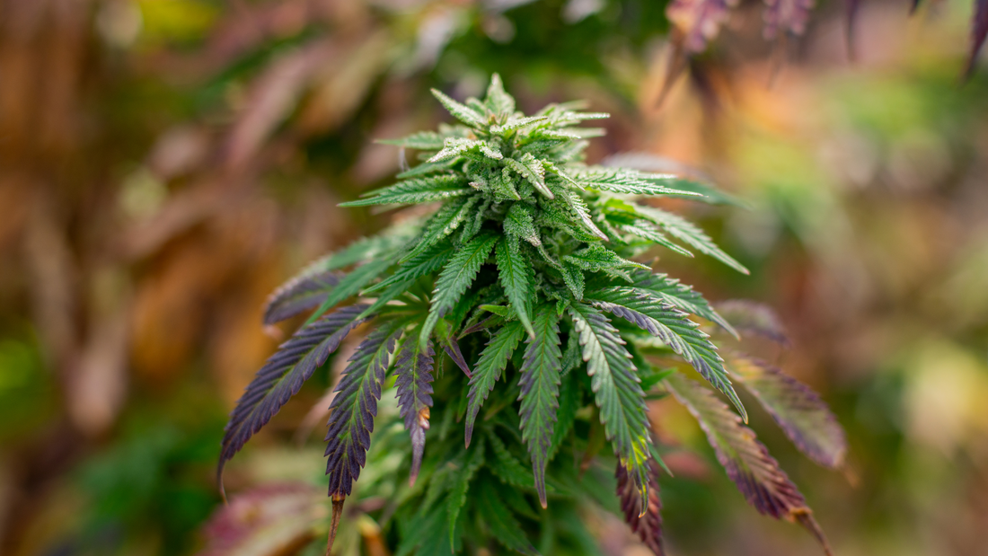 Cannabis Terpenes: What Are They and What Do They Do?