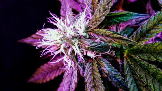 Linalool: The Calming Floral Terpene
