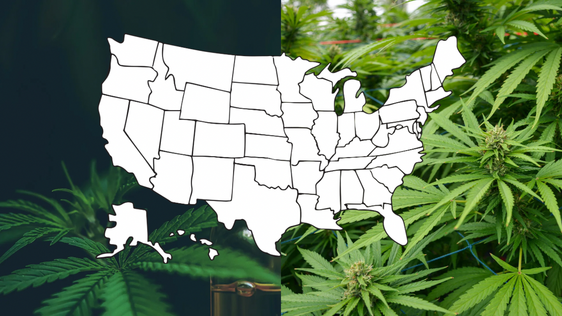 Is Hemp Legal? A State-by-State Guide to Hemp Laws